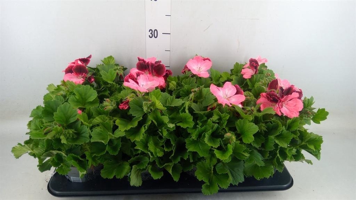 <h4>Pelargonium gran. ..</h4>