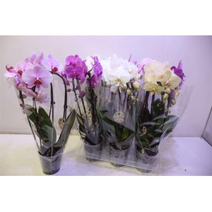 Phal El Cascade