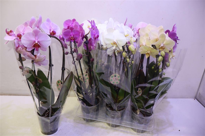 <h4>Phal El Cascade</h4>