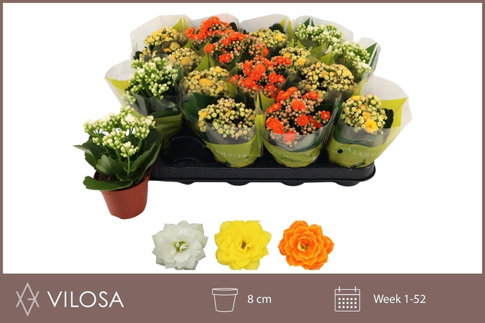 <h4>KAL GE GEM 3 KL</h4>