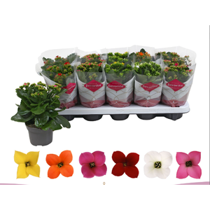 Kalanchoe Favorita 6 colour mix - st 1