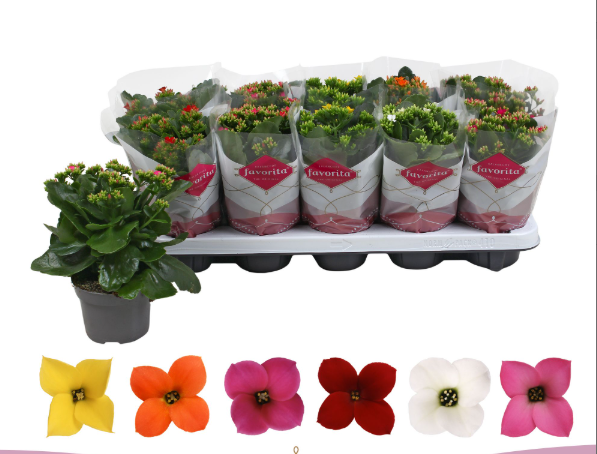 <h4>Kalanchoe Favorita 6 colour mix - st 1</h4>