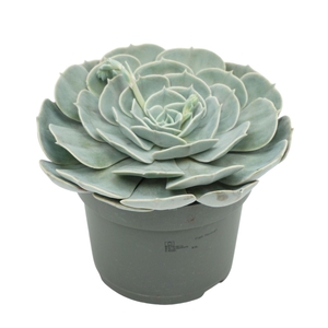 Echeveria pollux 13 cm