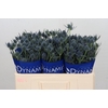 Eryngium Blue Dynamite