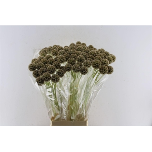 Scabiosa Stellata Seeds