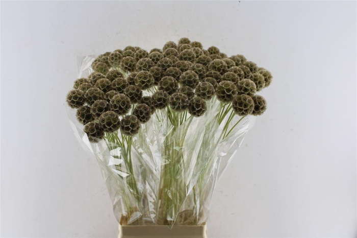 <h4>Scabiosa Stellata Seeds</h4>