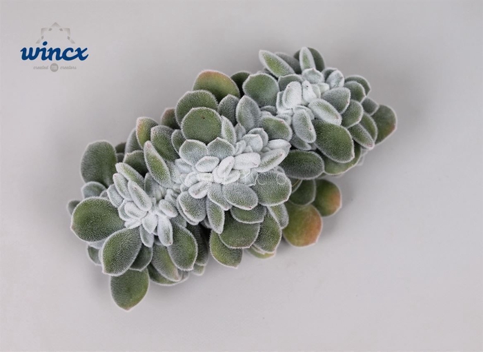 <h4>Echeveria Frosty Cristata Cutflower Wincx-5cm</h4>