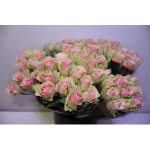 R Gr Belle Rose X10