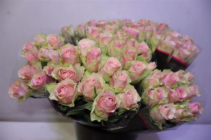 <h4>R Gr Belle Rose X10</h4>