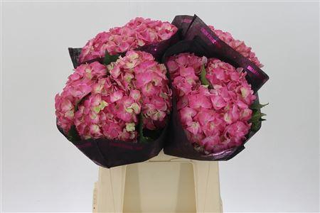 <h4>Hydr M Scarlet Pink</h4>