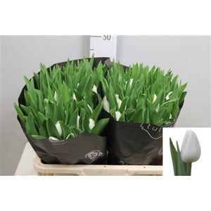 Tulipa and 'Royal Virgin'