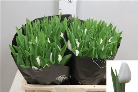 <h4>Tulipa and 'Royal Virgin'</h4>