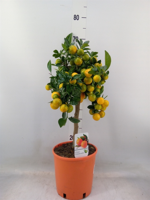 <h4>Citrus   ...</h4>