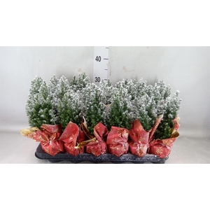 Chamaecyparis laws. 'Ellwoodii'