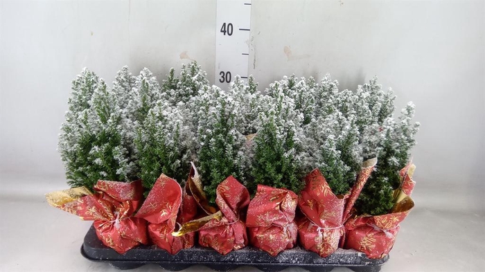 <h4>Chamaecyparis laws. 'Ellwoodii'</h4>