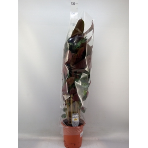 Calathea   ...mix
