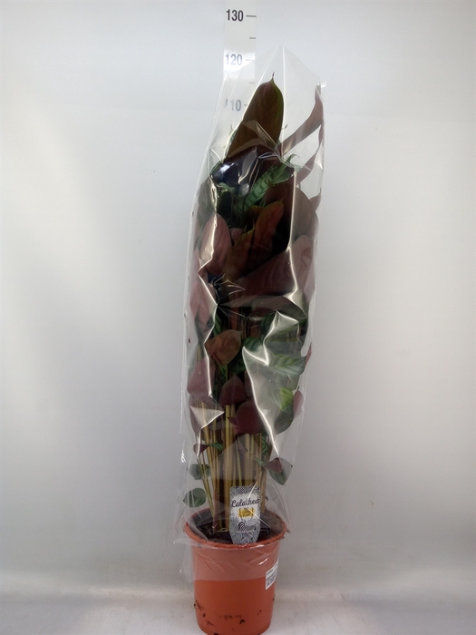 <h4>Calathea   ...mix</h4>