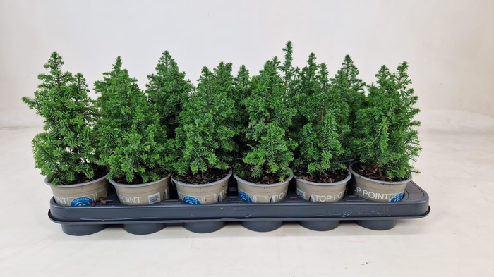 <h4>CHAM THY TOP POINT P09</h4>