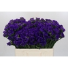 Limonium sinuatum Navy Sun Birds