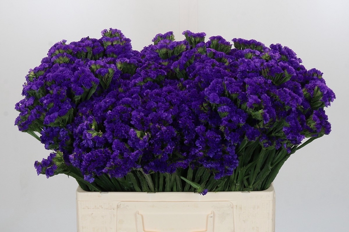 Limonium sinuatum Navy Sun Birds