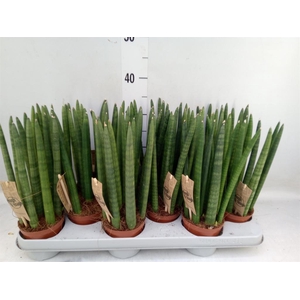 Sansevieria cyl.  ...
