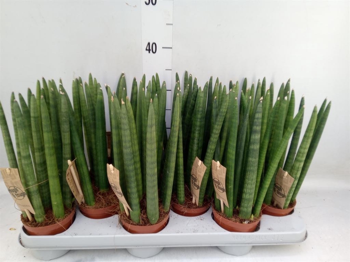 <h4>Sansevieria cyl.  ...</h4>