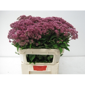 EUPAT PURPUREUM