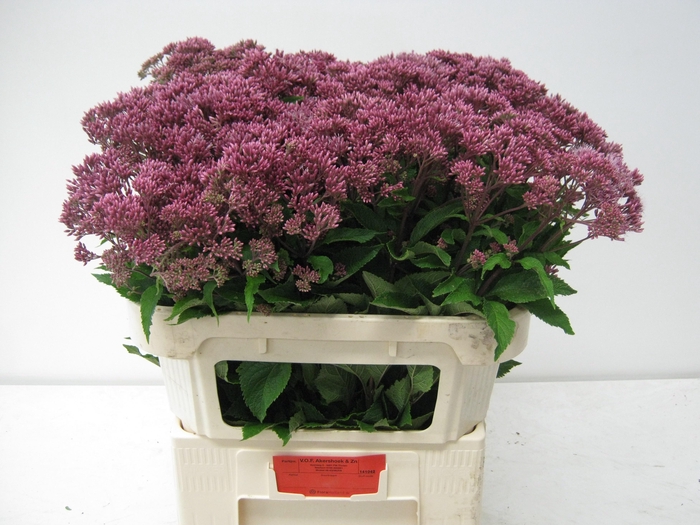 <h4>EUPAT PURPUREUM</h4>