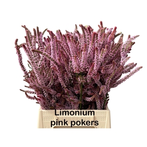 PSYLLIOSTACHYS SUWOROWII