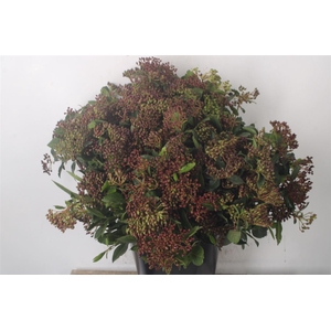 Viburnum Berry Red Per Bunch
