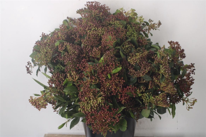 <h4>Viburnum Berry Red Per Bunch</h4>