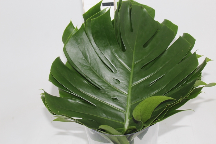 <h4>FOLHAGEM MONSTERA DELICIOSA 040 CM</h4>