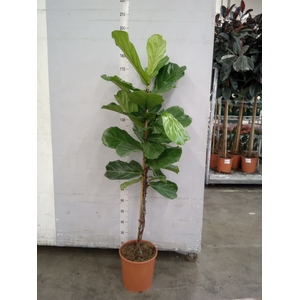 Ficus lyrata