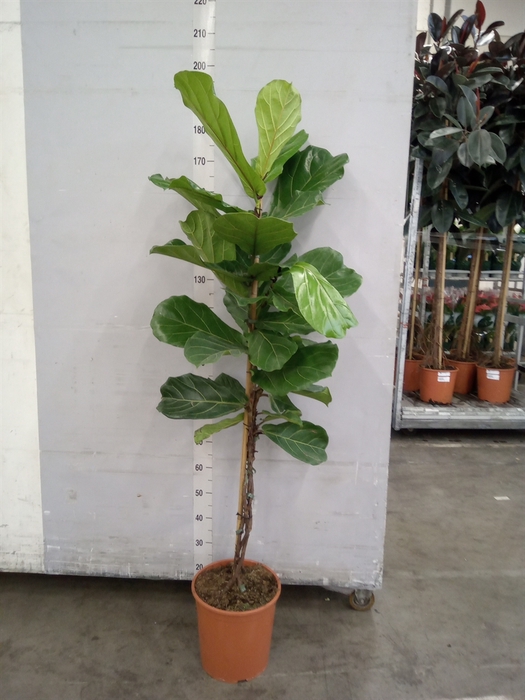 <h4>Ficus lyrata</h4>