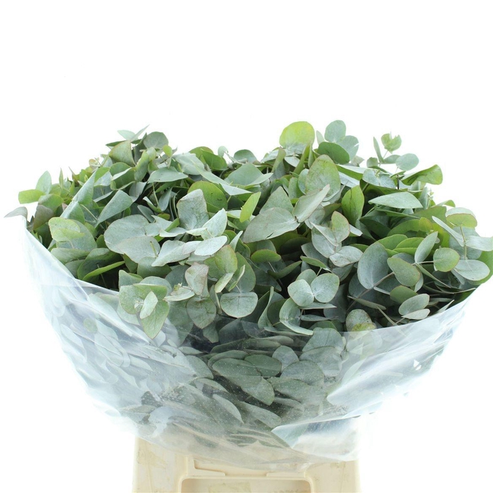 <h4>EUCA CINEREA</h4>