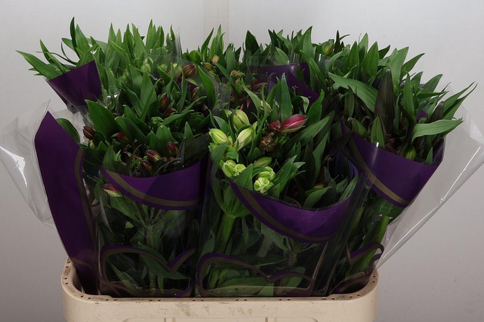 <h4>Alstr Gem In Bos</h4>