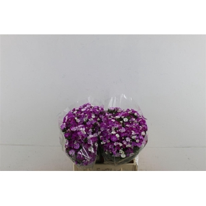 Di Barb Neon Lavender 40cm