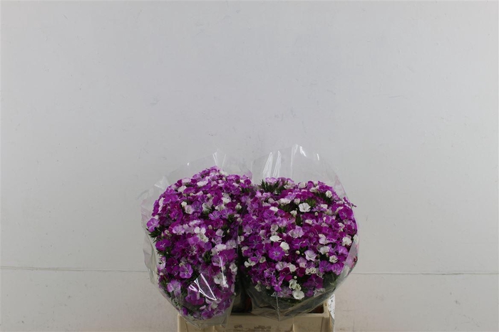 <h4>Di Barb Neon Lavender 40cm</h4>