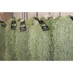 TILLANDSIA USNEOIDES (BARBA DE VELHO)