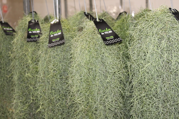 <h4>TILLANDSIA USNEOIDES (BARBA DE VELHO)</h4>