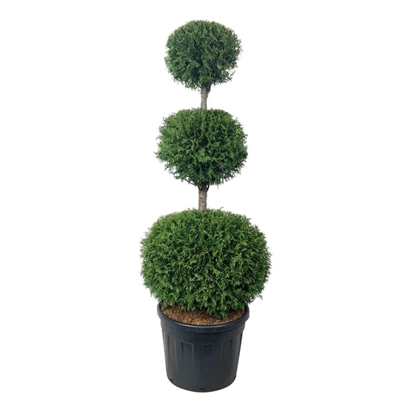 <h4>Thuja occ. 'Brabant'</h4>