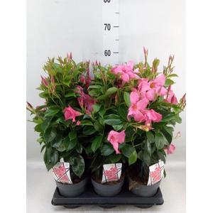 Mandevilla am. 'Diaman Opal Fuch F'