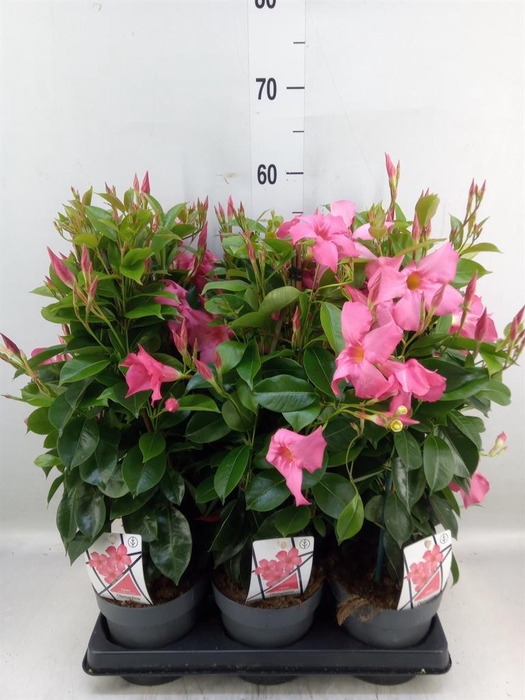 <h4>Mandevilla am. 'Diaman Opal Fuch F'</h4>