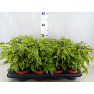 Ficus benja. 'Kinky'