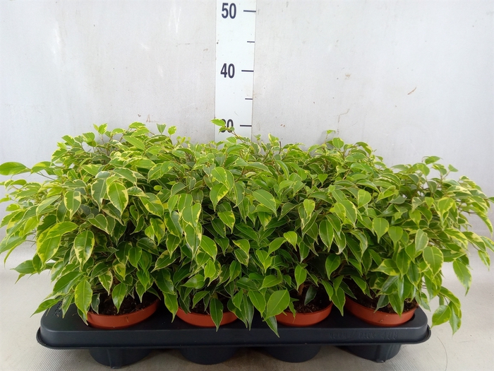 <h4>Ficus benja. 'Kinky'</h4>