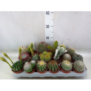 Cactus   ...mix