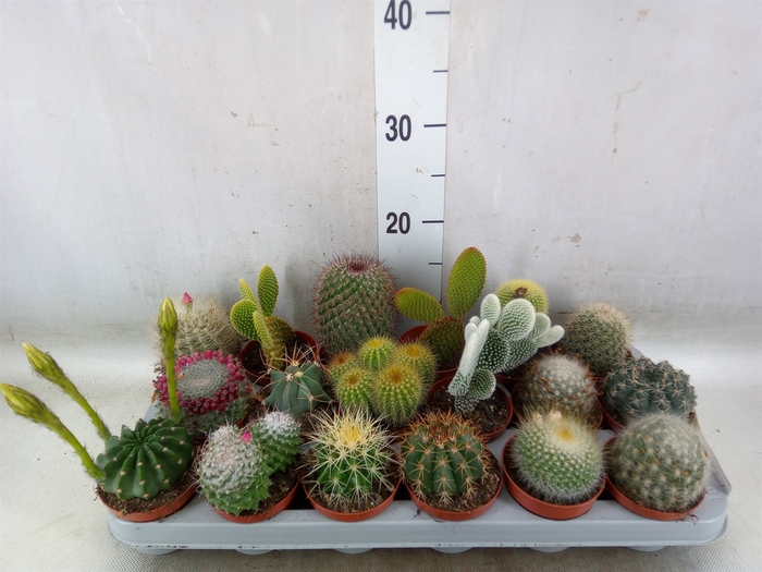 <h4>Cactus   ...mix</h4>