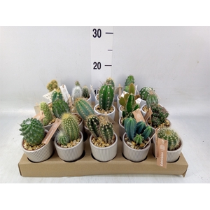 Cactus   ...