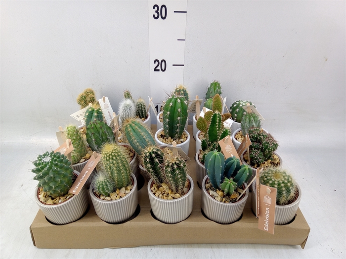 <h4>Cactus   ...</h4>