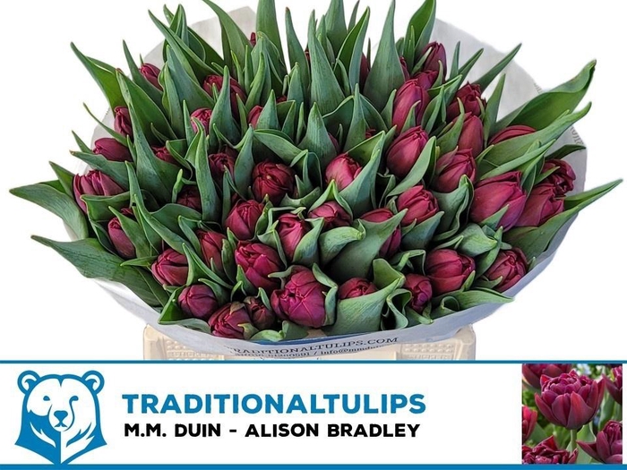 <h4>TU DU ALISON BRADLEY</h4>